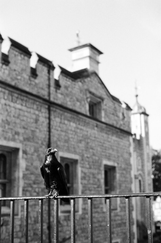 A black raven perched on a metal fence in front of a stone building with arched windows and angled roof features, photographed in black and white.