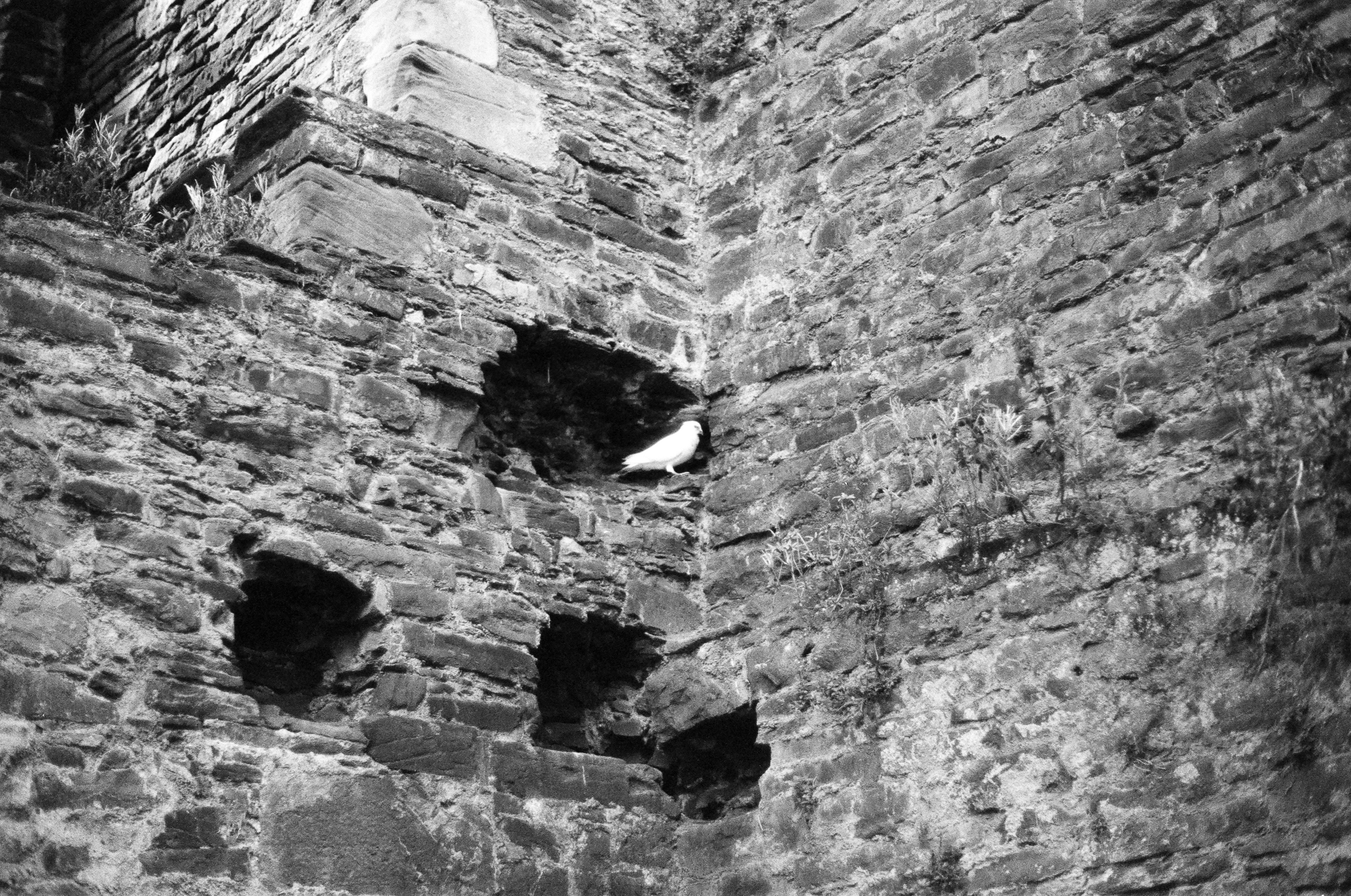 A white bird perched in a hole within a weathered stone wall.